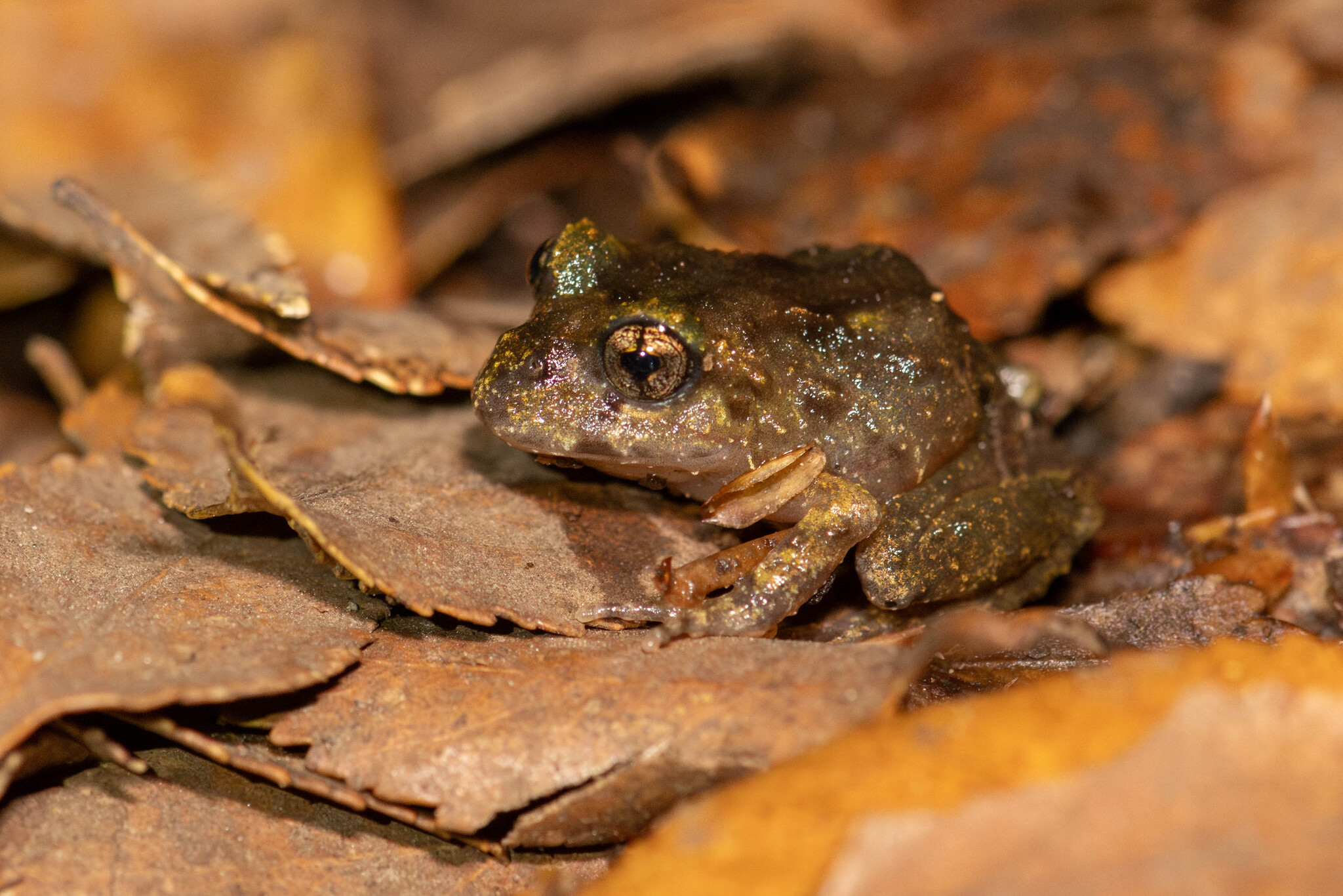 Eupsophus emiliopugini Formas, 1989