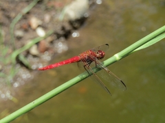 Orthemis nodiplaga