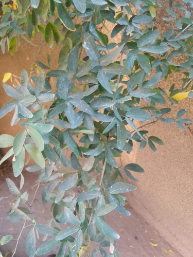 Madras Thorn