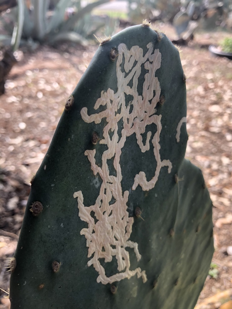 Opuntia Leaf Miner