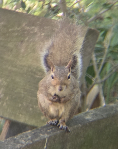 Eastern Gray Squirrel