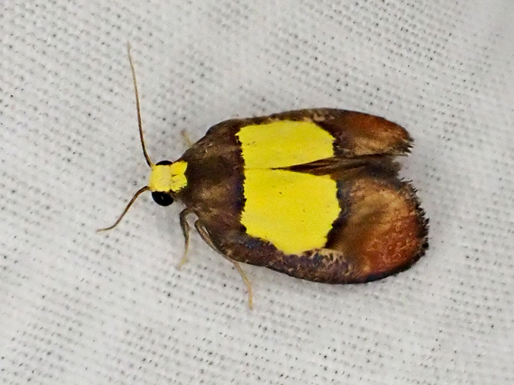 Neoscaptia flavicaput