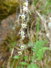 Ozomelis stauropetala