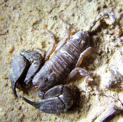 Hormurus