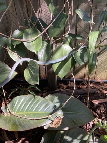 Common Tree Snake sighting