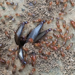 Syntermes molestus