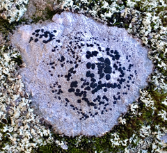 Protoparmelia badia