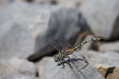 Lindenia tetraphylla