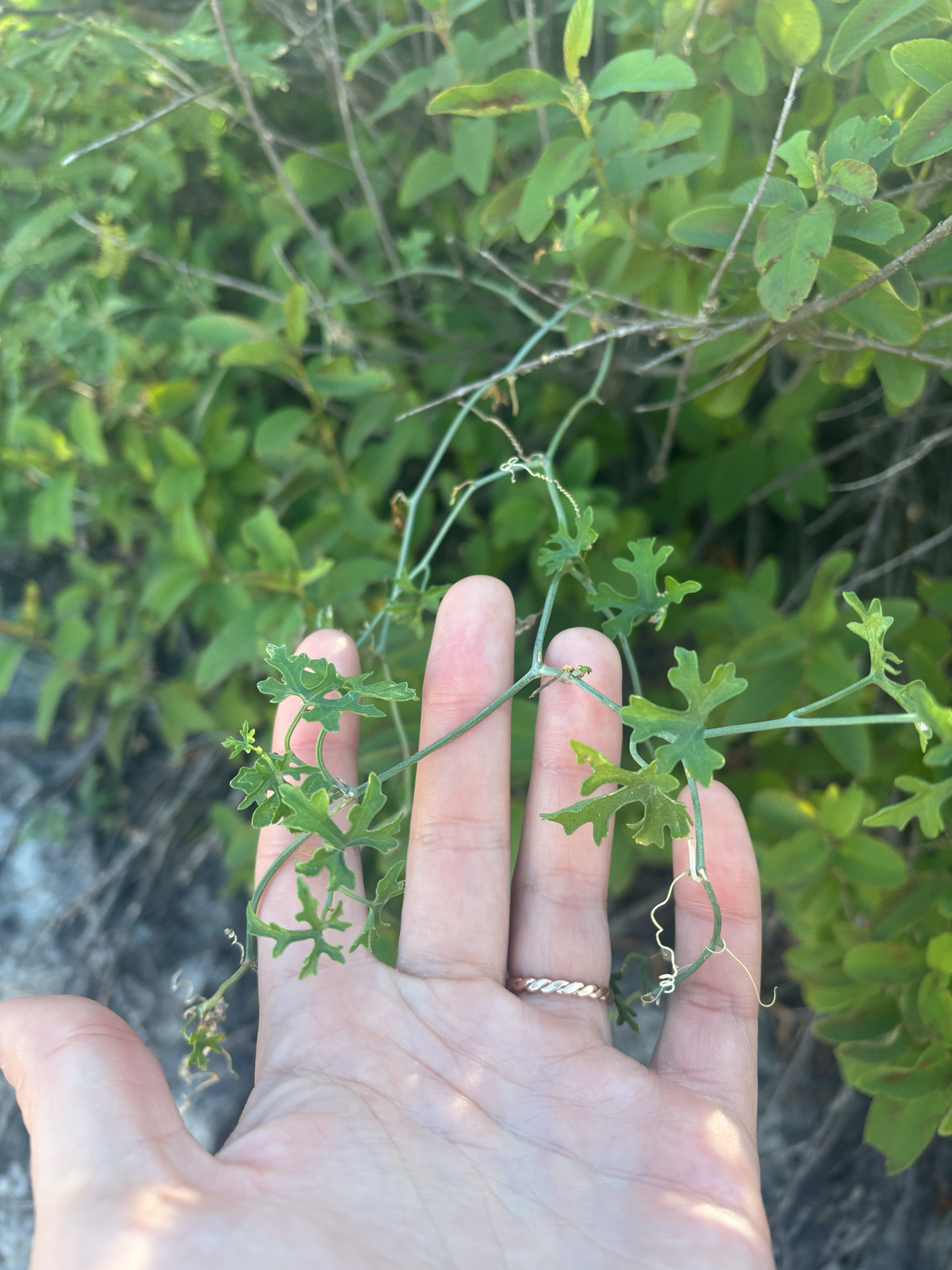Slimlobe Globeberry (Ibervillea tenuisecta)