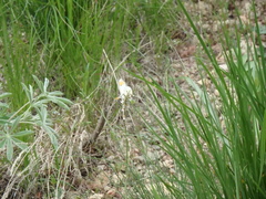 Anthocharis julia sulfuris