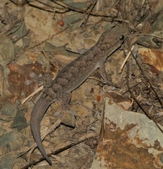 Gehyra dubia
