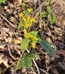 Solidago flexicaulis