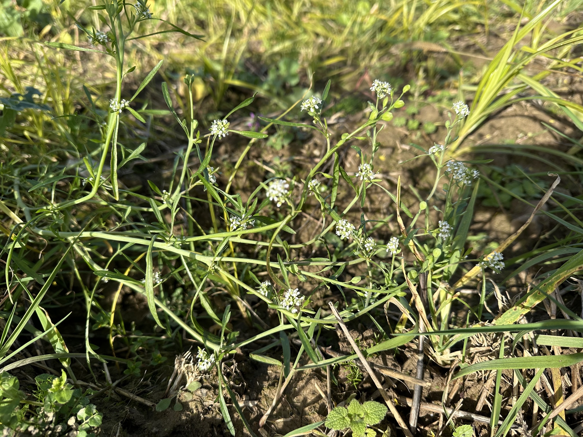 Garden Cress (Lepidium sativum)