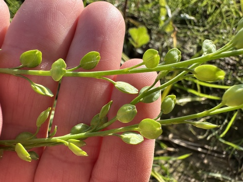 Lepidium sativum, photograph 2