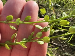 Lepidium sativum, photograph (c) Katrin Simon, some rights reserved (CC BY)