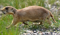 Cynomys parvidens