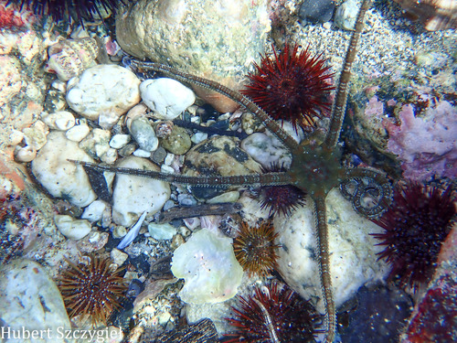 Brown Brittle Star, La Spezia, Liguria, IT, photo 7 of 10