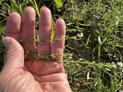 Lepidium sativum, photograph (c) Katrin Simon, some rights reserved (CC BY)