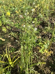 Lepidium sativum, photograph (c) Katrin Simon, some rights reserved (CC BY)
