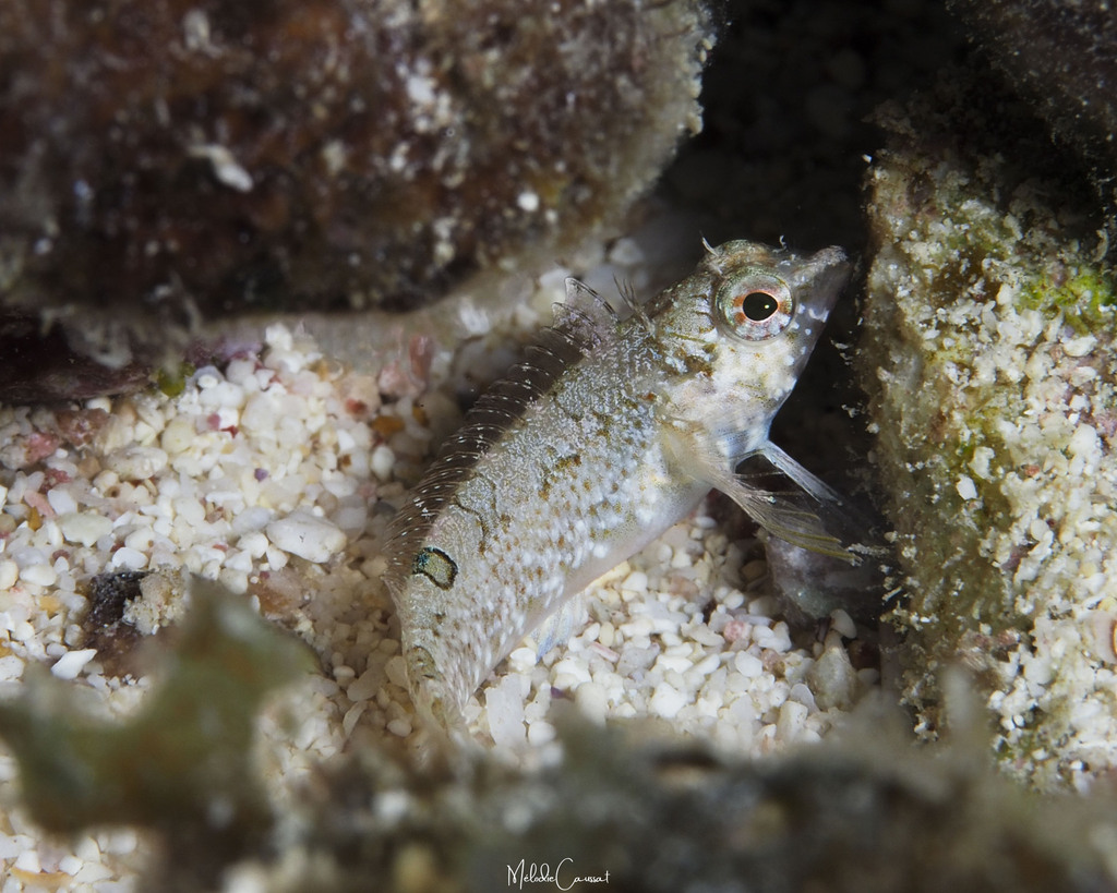 Imitator blenny (Malacoctenus erdmani) — Labrisomidae