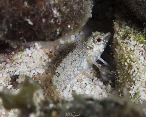 Imitator blenny (Malacoctenus erdmani) — Labrisomidae