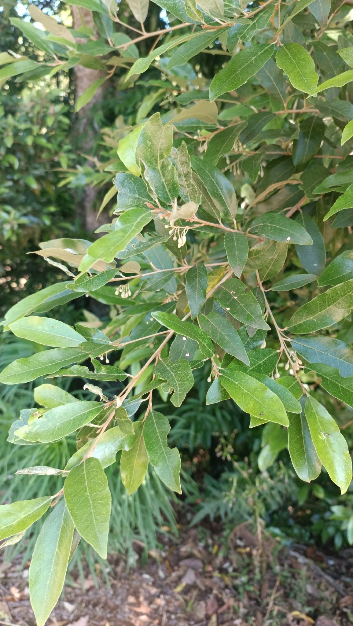 Styrax leprosus