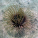 Tube Anemone - Photo (c) Sascha Schulz, some rights reserved (CC BY-NC), uploaded by Sascha Schulz