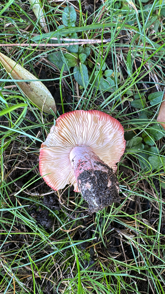 Russula rhodocephala · November 2025 · photo: © harrii (iNaturalist, cc-by)