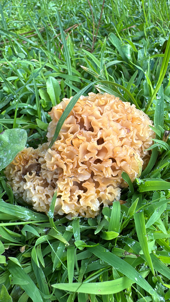 Sparassis radicata