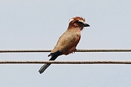 Purple Roller