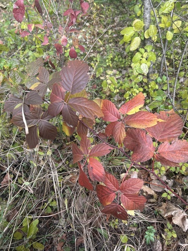 Yankee Blackberry (Rubus frondosus)
