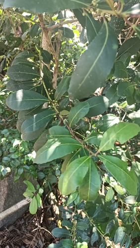 yerba mate