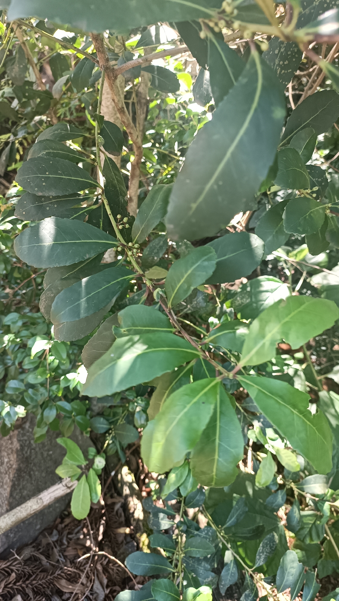 Ilex paraguariensis