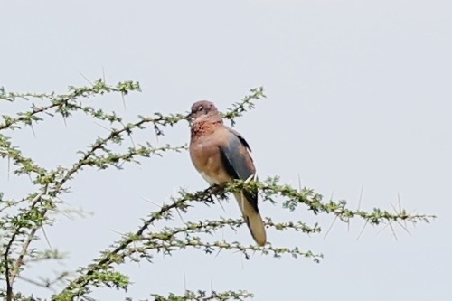 Laughing Dove
