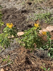 Danaus plexippus