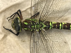 Aeshna cyanea