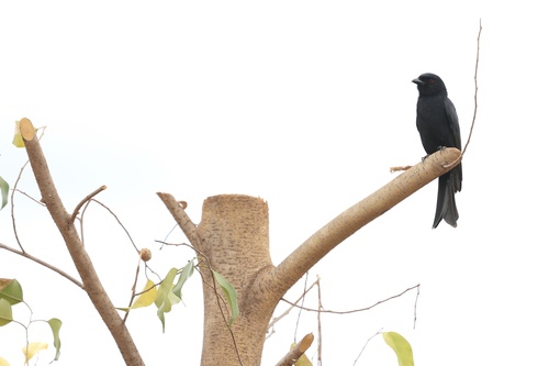 Fork-tailed Drongo