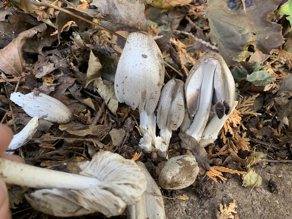 Coprinopsis atramentaria · November 2025 · photo: © brenzan (iNaturalist, cc-by)