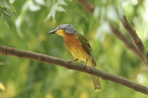 Grey-headed Bushshrike