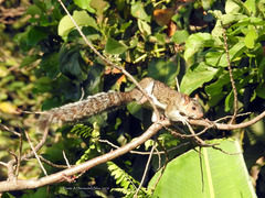 Sciurus variegatoides