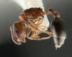 Cardiocondyla mauritanica