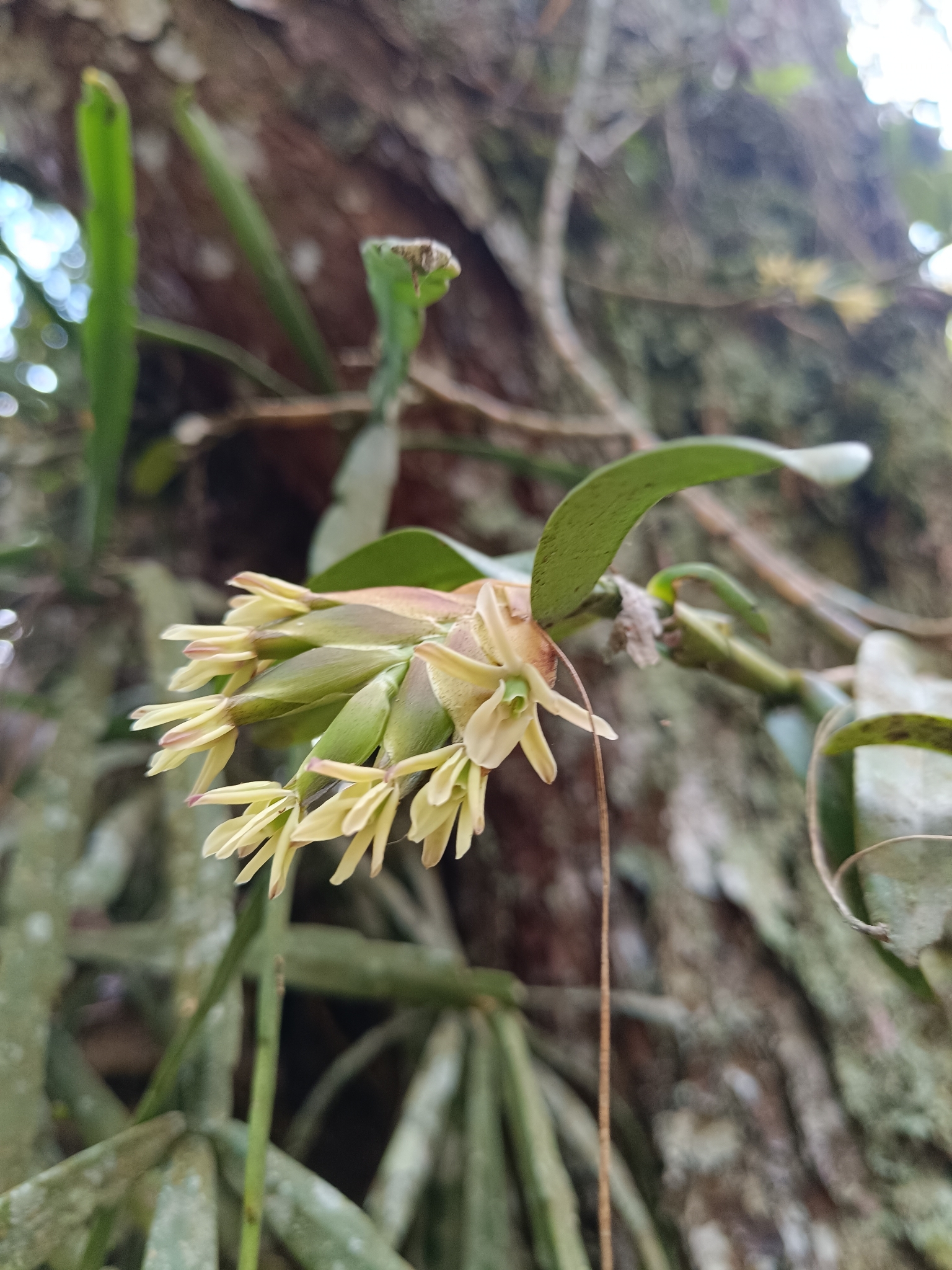 Epidendrum mora-retanae Hágsater