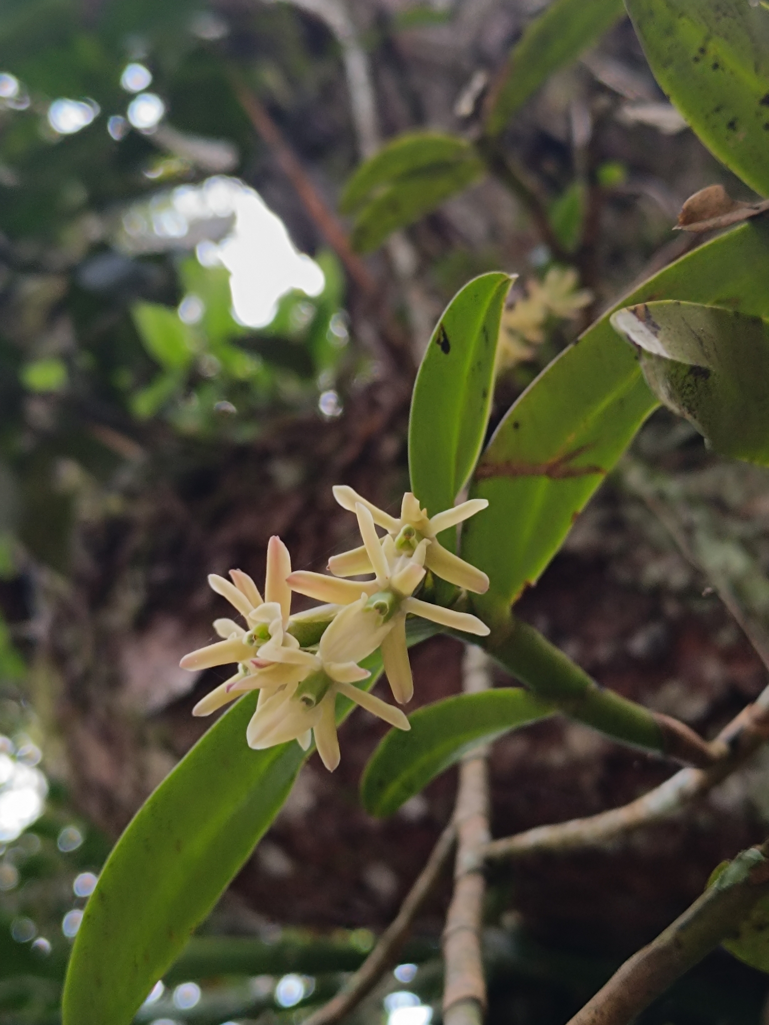 Epidendrum mora-retanae Hágsater 2