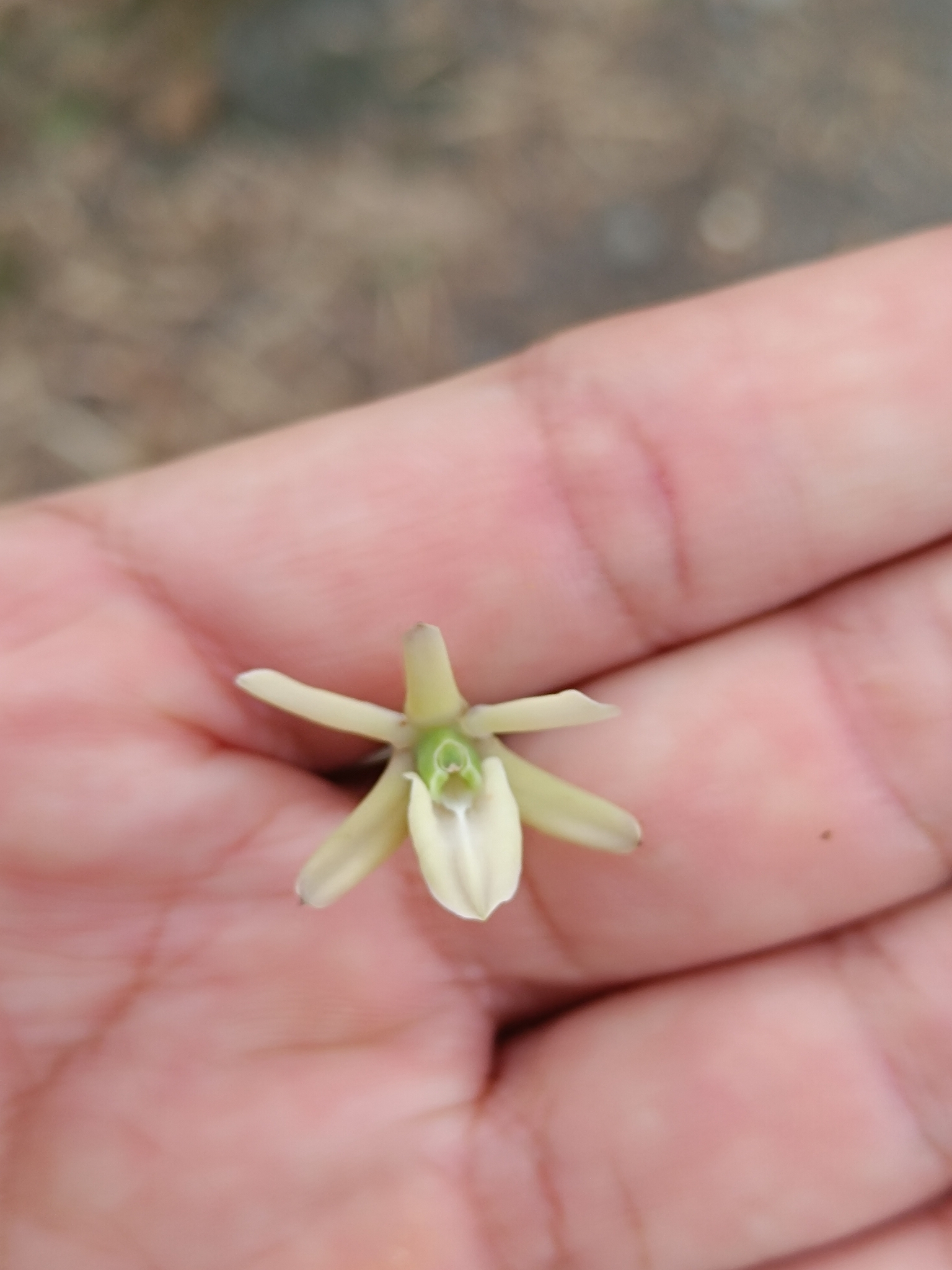 Epidendrum mora-retanae Hágsater 3