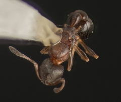 Cardiocondyla mauritanica