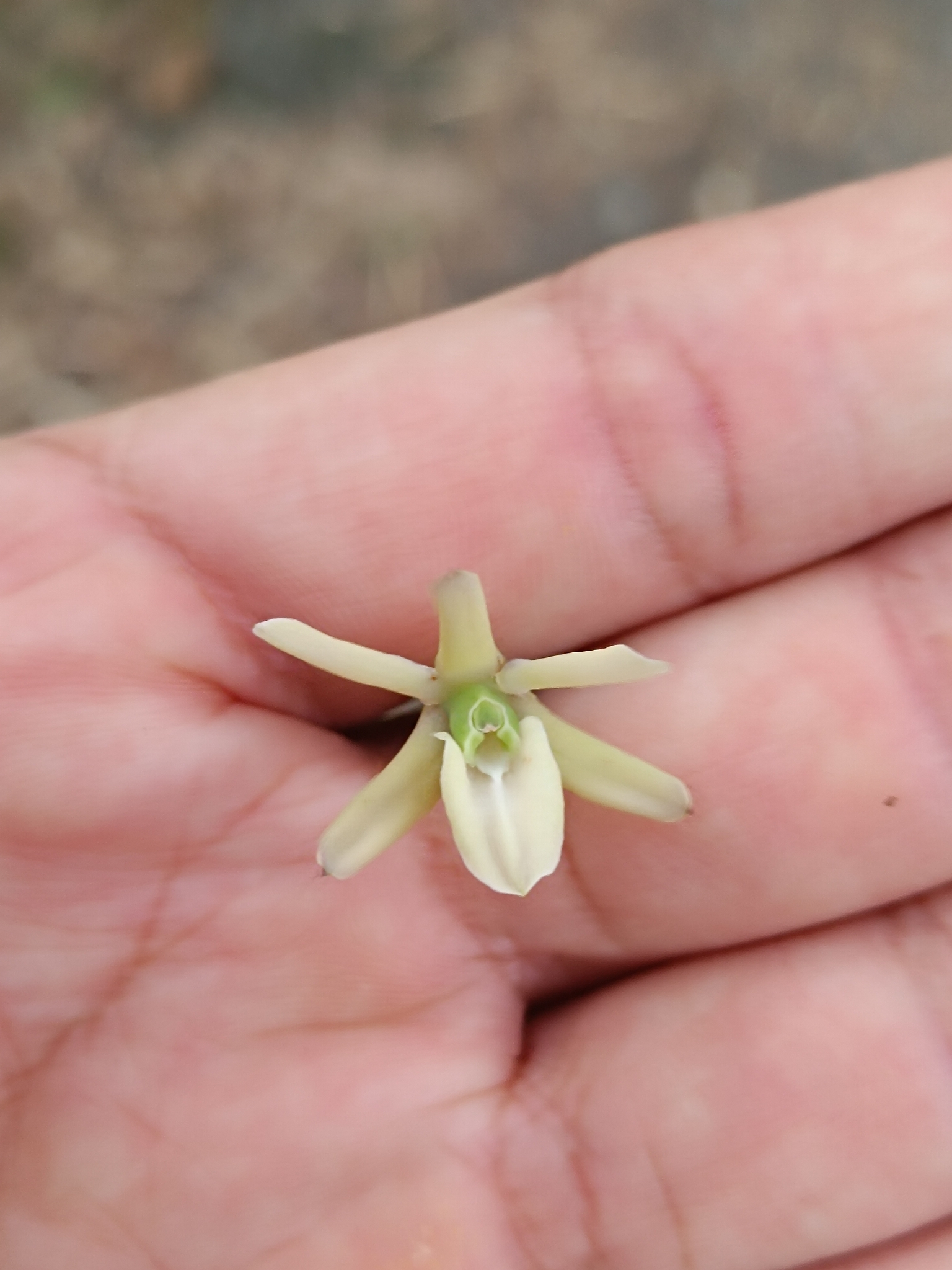 Epidendrum mora-retanae Hágsater 4