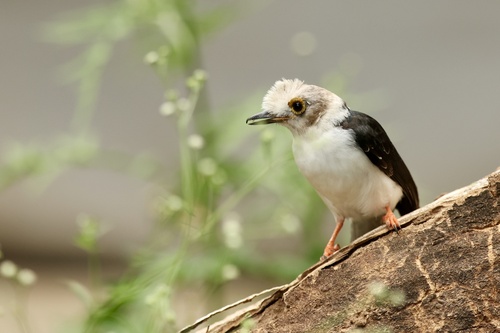 White-crested Helmetshrike