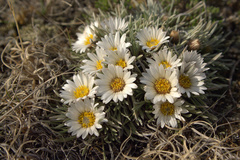 Townsendia hookeri