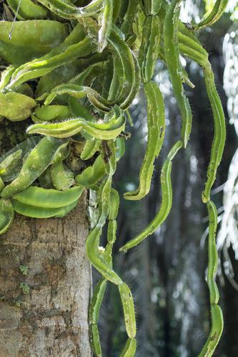 dog-tail cactus