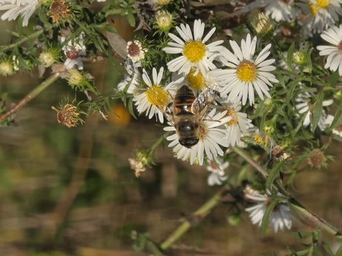 Unknown species found near Catharpin, VA, USA